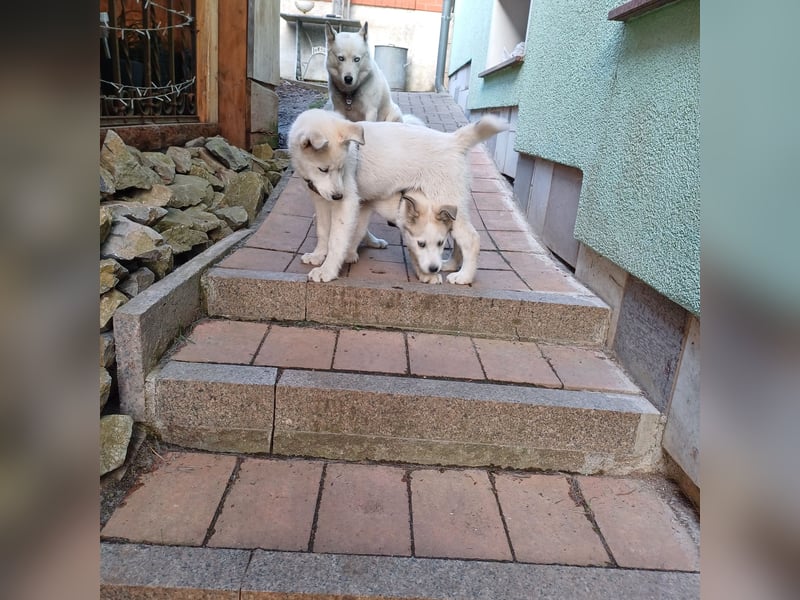 Akita-Husky Welpen