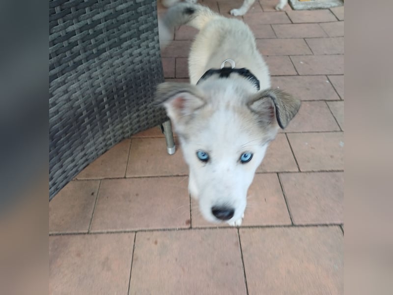 Akita-Husky Welpen