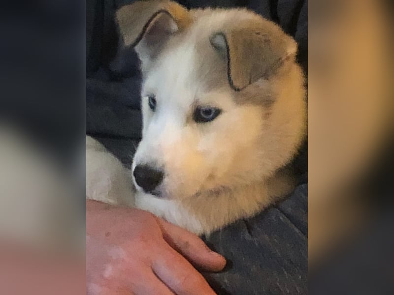 Akita-Husky Welpen