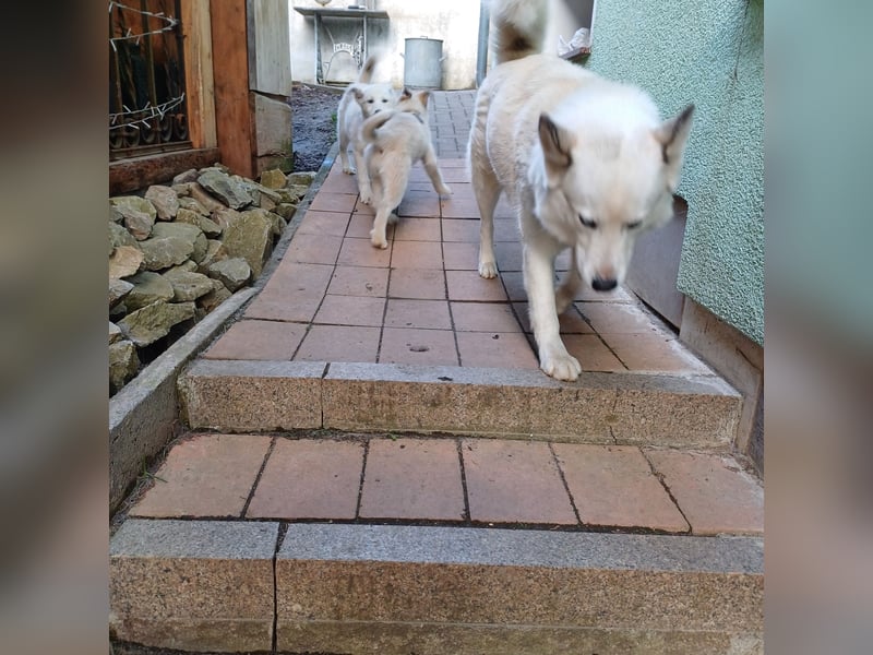 Akita-Husky Welpen