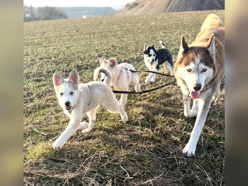 Akita-Husky Welpen