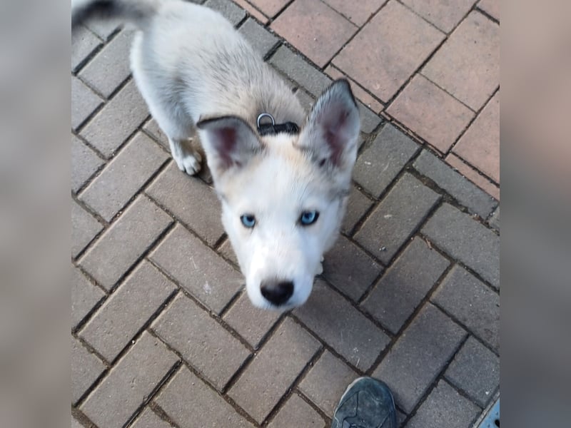 Akita-Husky Welpen