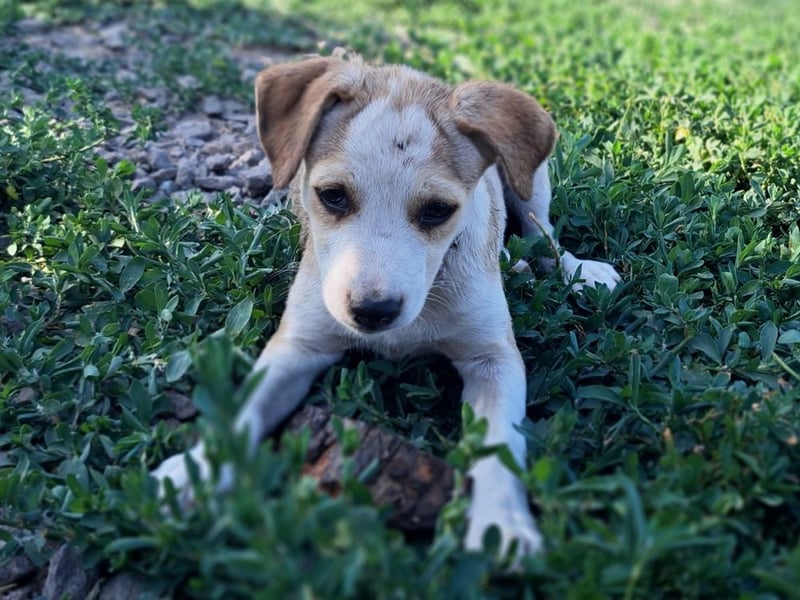 Kleine Nadja ( * 03 / 2025 ) sucht ihre Familie