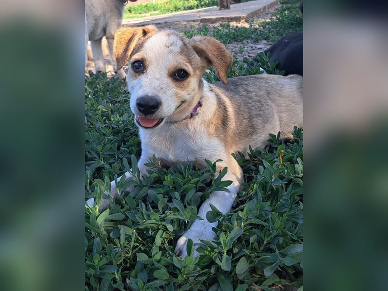 Kleine Nadja ( * 03 / 2025 ) sucht ihre Familie