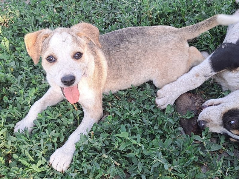 Kleine Nadja ( * 03 / 2025 ) sucht ihre Familie