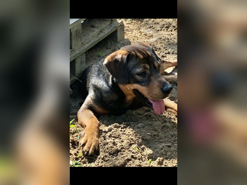 Bella, Mischling Herzensdame