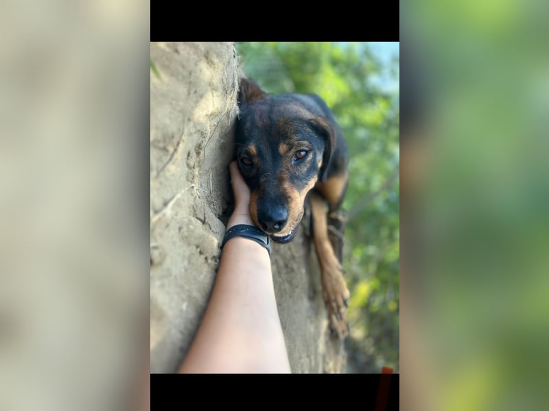 Bella, Mischling Herzensdame