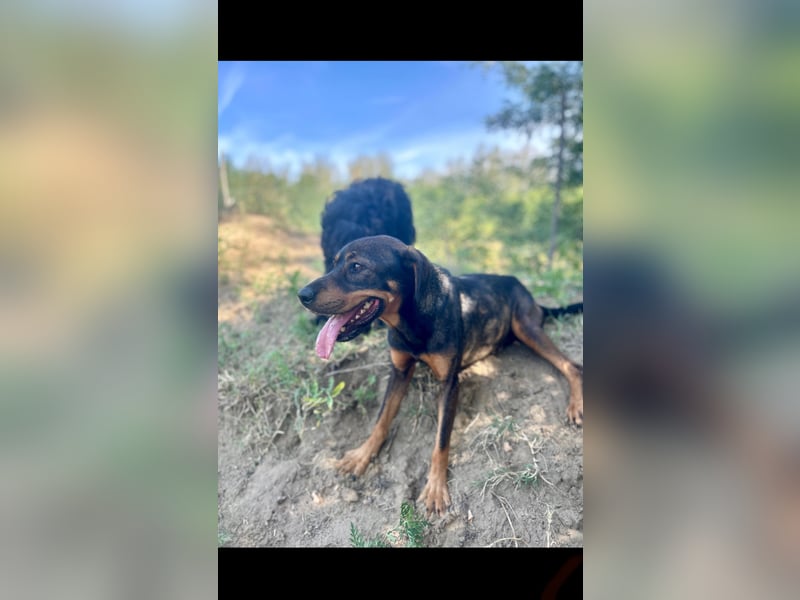 Bella, Mischling Herzensdame