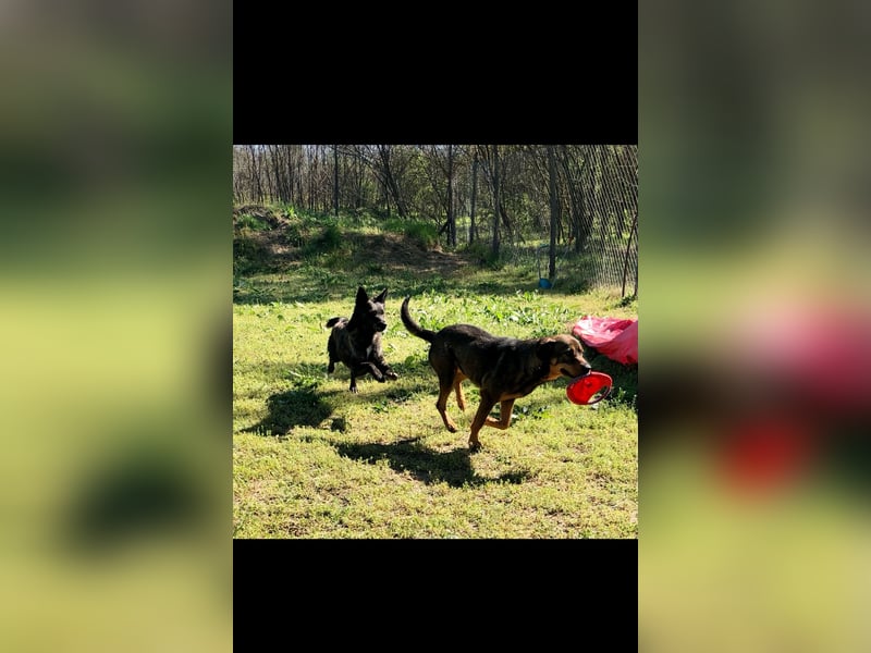 Bella, Mischling Herzensdame