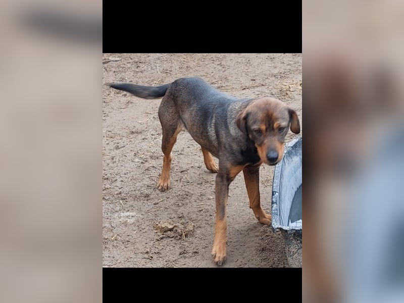 Bella, Mischling Herzensdame