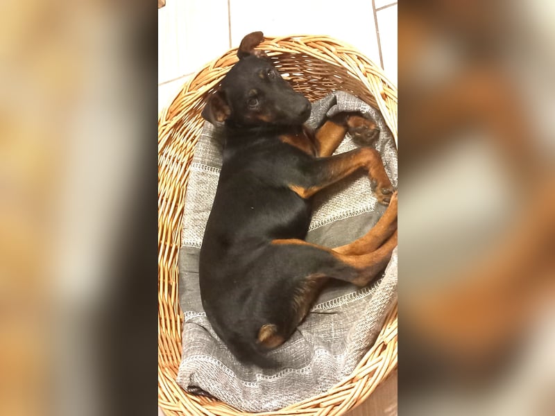 Matka Liebes Mäusschen sucht dich!
