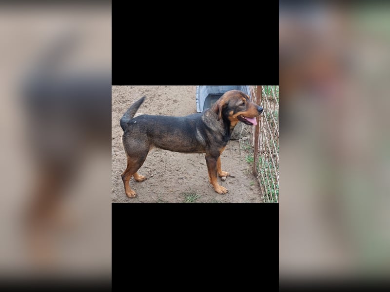 Bella, Mischling Herzensdame