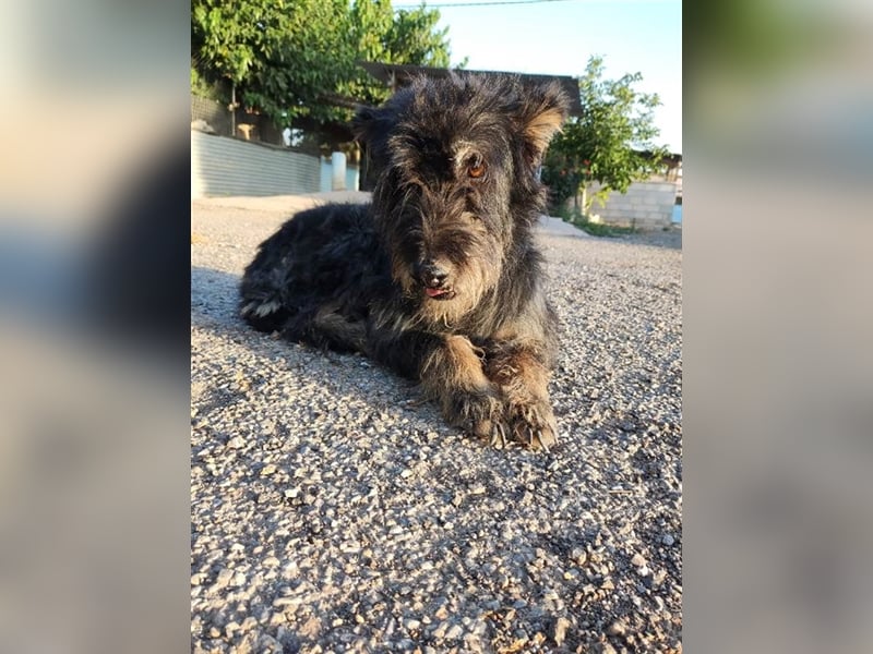 ❤️MINI❤️         ❗❗❗ NOTFELLCHEN❗❗❗