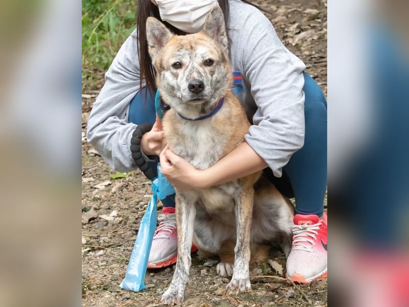geh Deinen Weg mit Reba, sie ist lieb, freundlich, sozial und gesund, sie wartet schon viel zu lange
