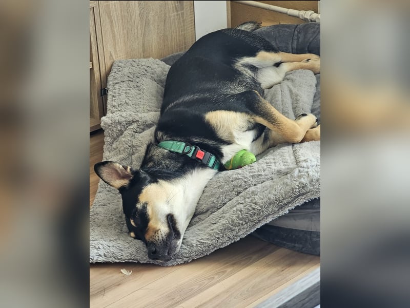 Dringend Pflegestelle für Kayla gesuchr