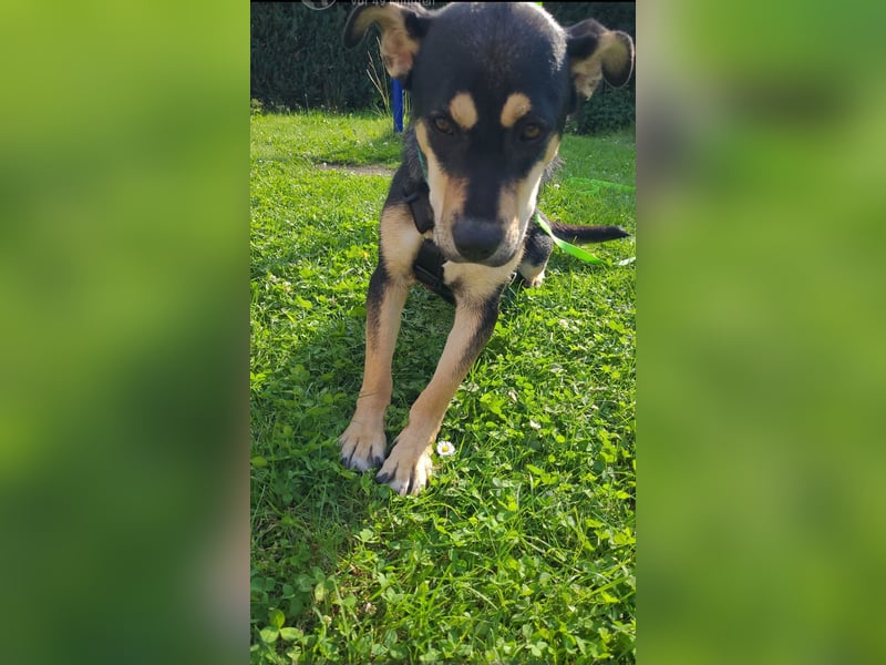 Dringend Pflegestelle für Kayla gesuchr