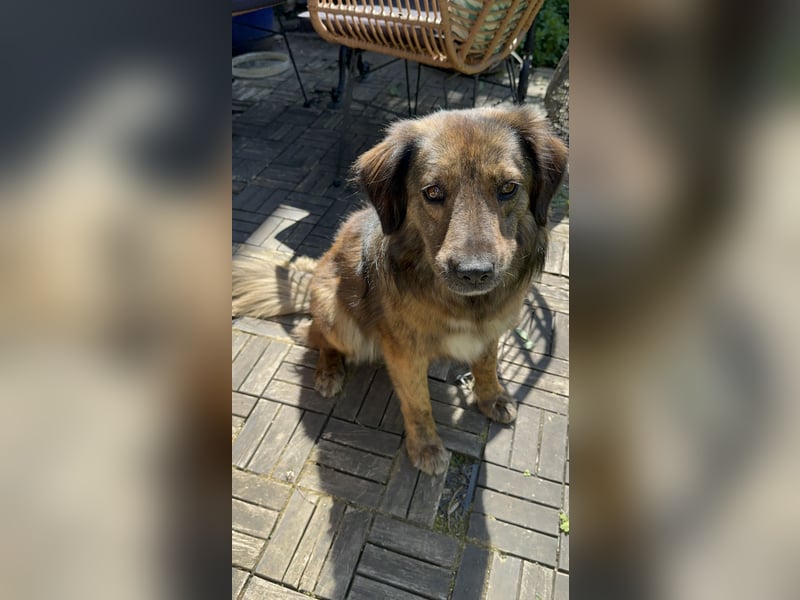 Tierschutz  - Traumhündin Chilli sucht Traum zu Hause