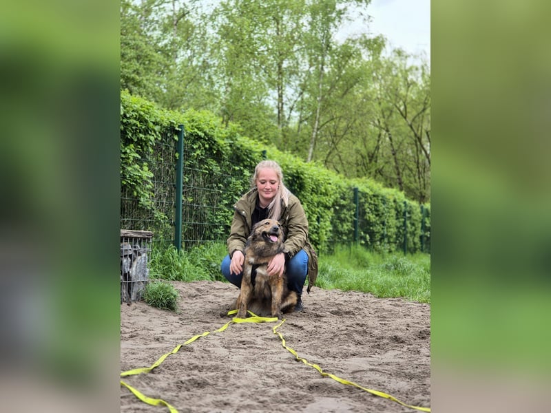 Tierschutz  - Traumhündin Chilli sucht Traum zu Hause