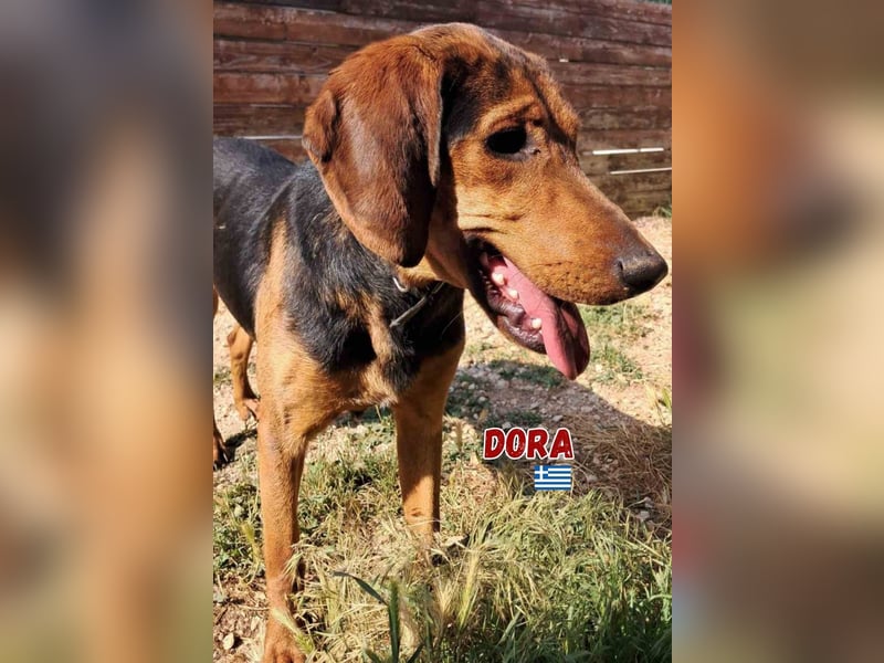 Dora,geb.05/23,liebes,blindes Brackenmädchen sucht ihre Familie