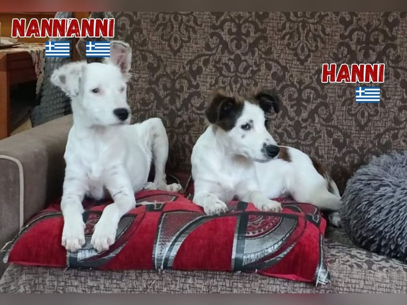 Nanni,geb.03/25,hübsche Mischlingshündin sucht ihre Familie
