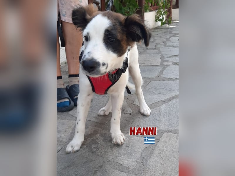 Nanni,geb.03/25,hübsche Mischlingshündin sucht ihre Familie