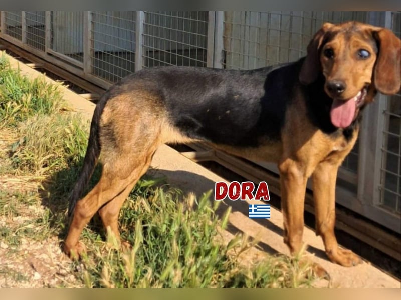 Dora,geb.05/23,liebes,blindes Brackenmädchen sucht ihre Familie