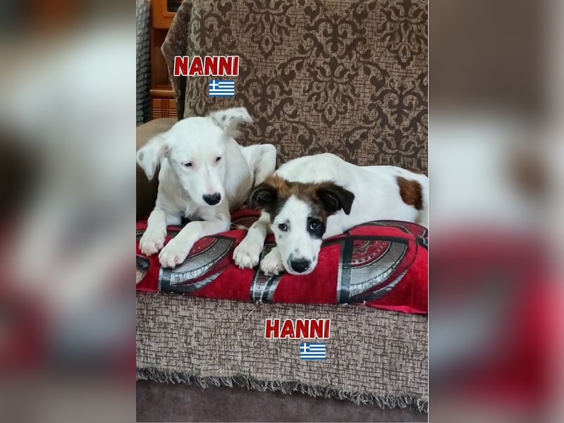 Hanni,geb.03/25,Mischlingshündin sucht ihre Familie