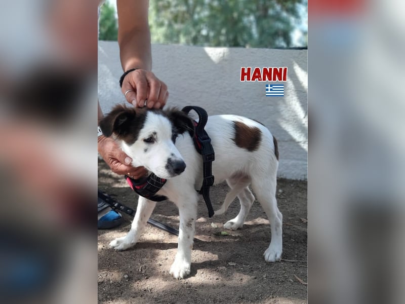 Hanni,geb.03/25,Mischlingshündin sucht ihre Familie