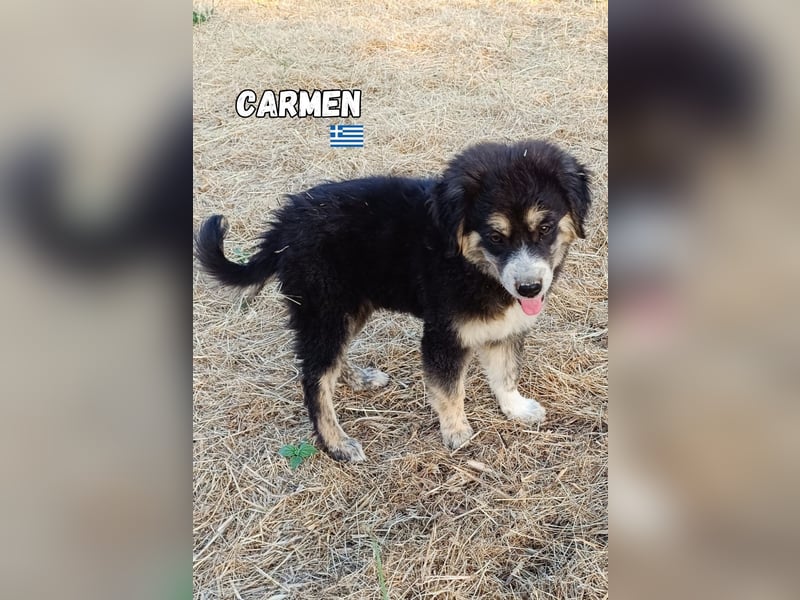 Carmen,geb.03/25,hübsches Mischlingsmädel sucht ihre Familie