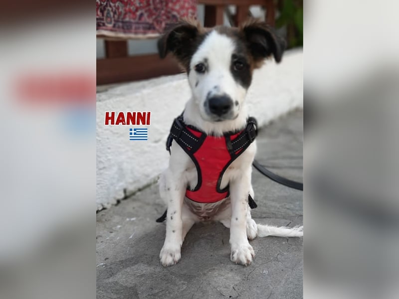 Nanni,geb.03/25,hübsche Mischlingshündin sucht ihre Familie