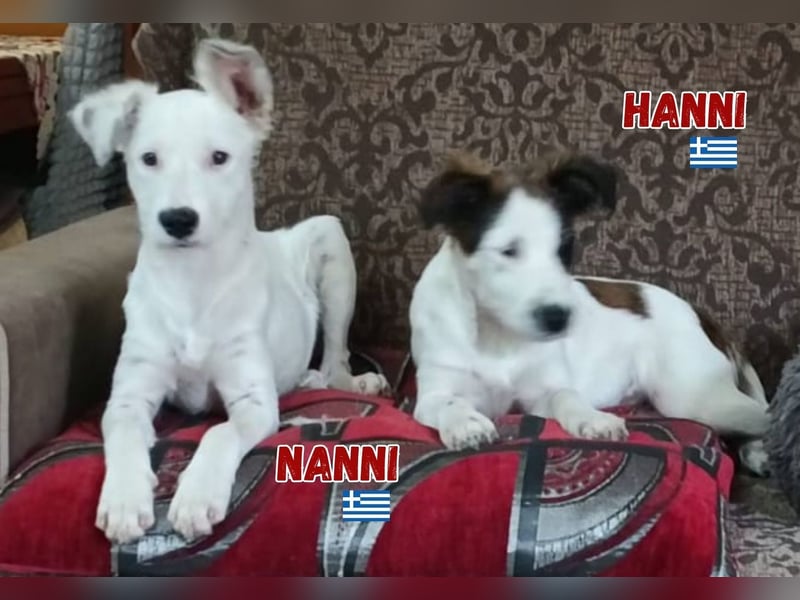 Nanni,geb.03/25,hübsche Mischlingshündin sucht ihre Familie
