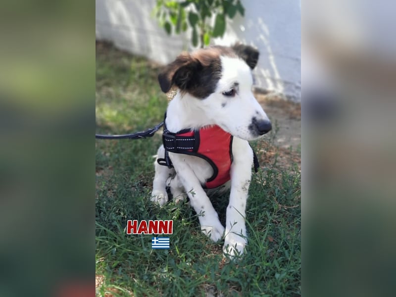 Hanni,geb.03/25,Mischlingshündin sucht ihre Familie