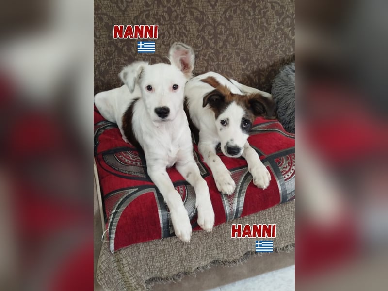Nanni,geb.03/25,hübsche Mischlingshündin sucht ihre Familie