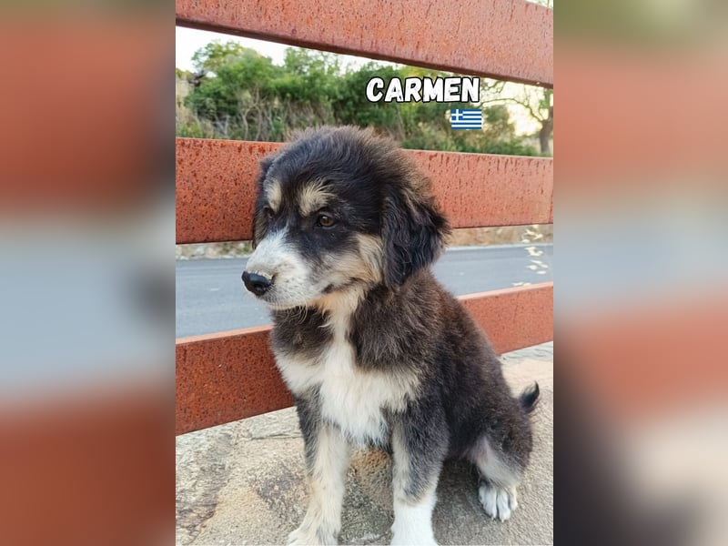 Carmen,geb.03/25,hübsches Mischlingsmädel sucht ihre Familie