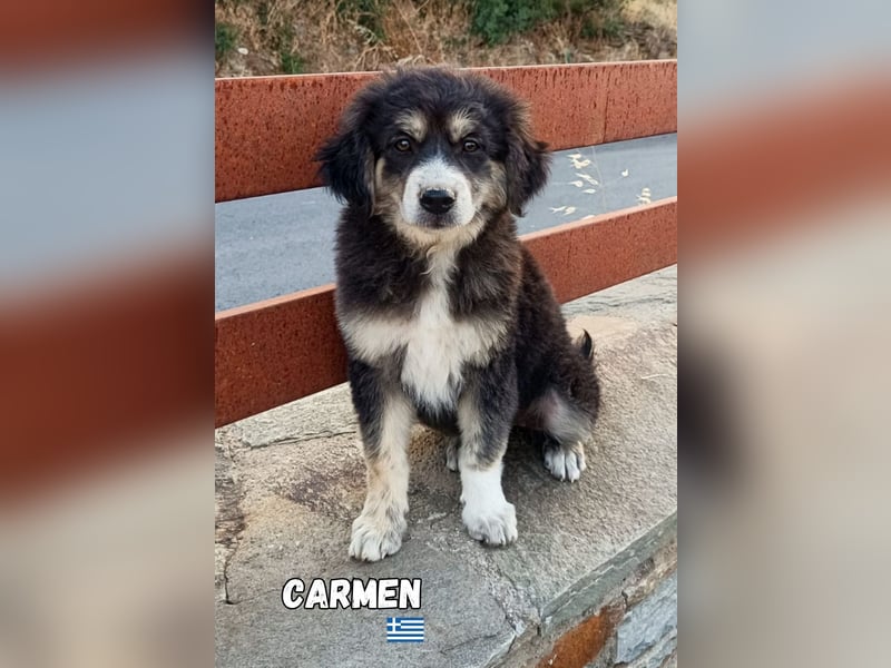 Carmen,geb.03/25,hübsches Mischlingsmädel sucht ihre Familie