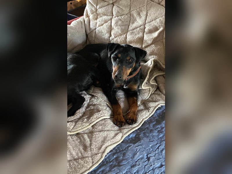 Leyla aktiver Jagdterrier Mischling Hündin sucht Zuhause für immmer