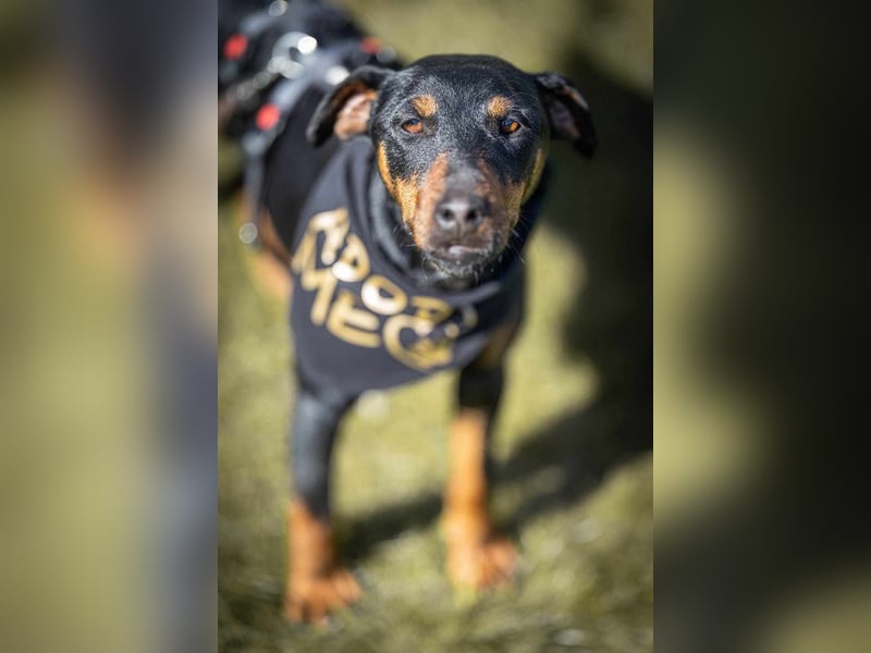 Leyla aktiver Jagdterrier Mischling Hündin sucht Zuhause für immmer