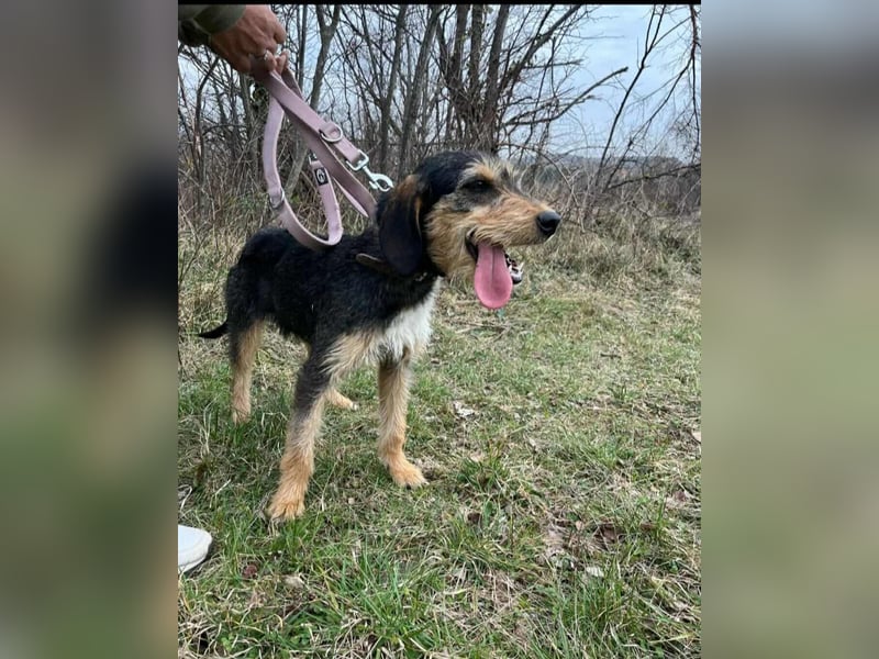 süße Terrier Mischlings-Hündin Emma sucht ein Zuhause oder Pflegestelle