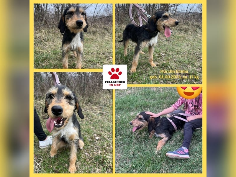 süße Terrier Mischlings-Hündin Emma sucht ein Zuhause oder Pflegestelle