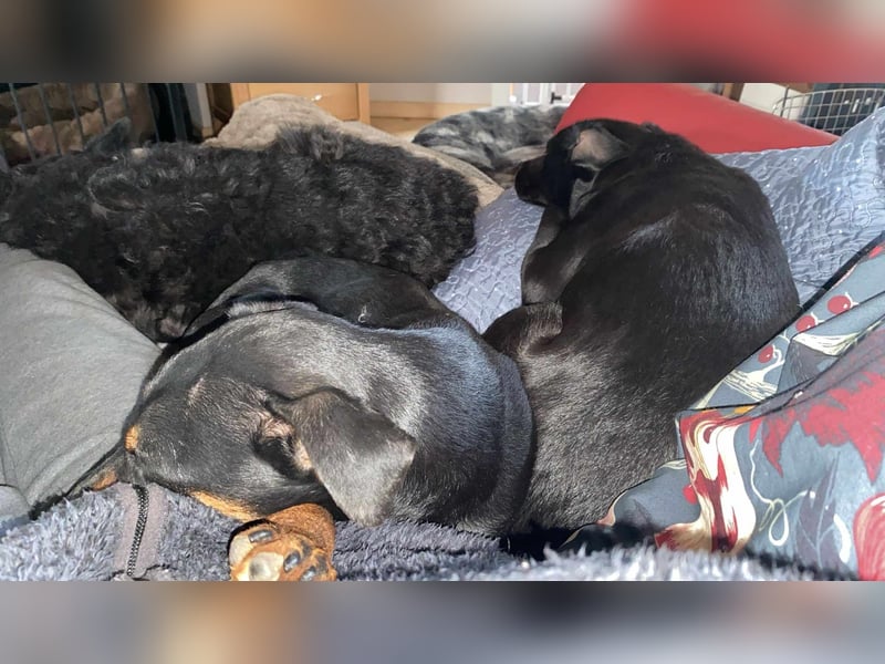 Leyla aktiver Jagdterrier Mischling Hündin sucht Zuhause für immmer