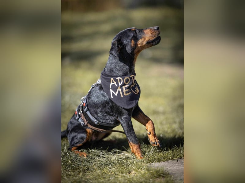Leyla aktiver Jagdterrier Mischling Hündin sucht Zuhause für immmer