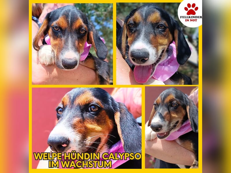 Calypso Welpe Jagdhund Mischling Hündin Junghund sucht Zuhause oder Pflegestelle