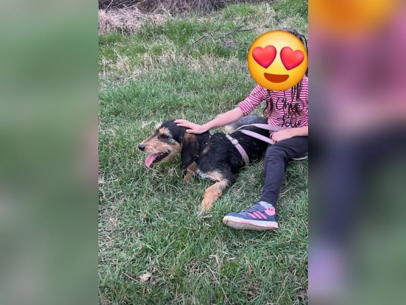 süße Terrier Mischlings-Hündin Emma sucht ein Zuhause oder Pflegestelle