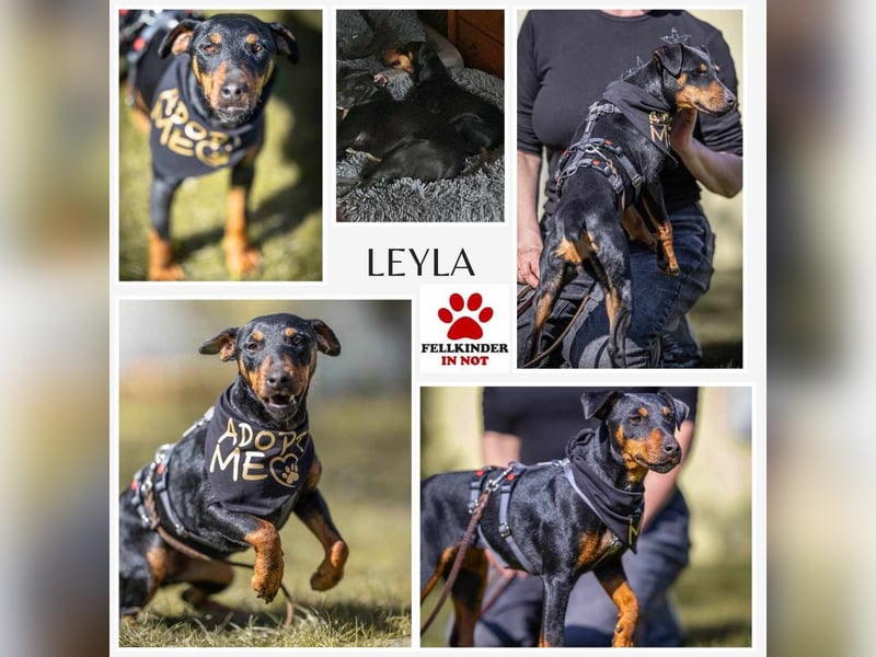 Leyla aktiver Jagdterrier Mischling Hündin sucht Zuhause für immmer