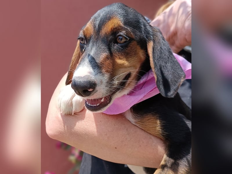Calypso Welpe Jagdhund Mischling Hündin Junghund sucht Zuhause oder Pflegestelle