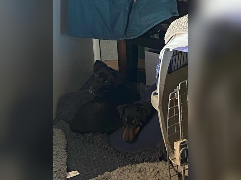 Leyla aktiver Jagdterrier Mischling Hündin sucht Zuhause für immmer