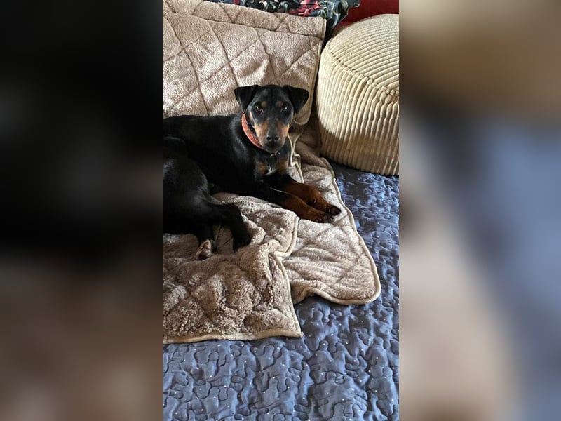 Leyla aktiver Jagdterrier Mischling Hündin sucht Zuhause für immmer