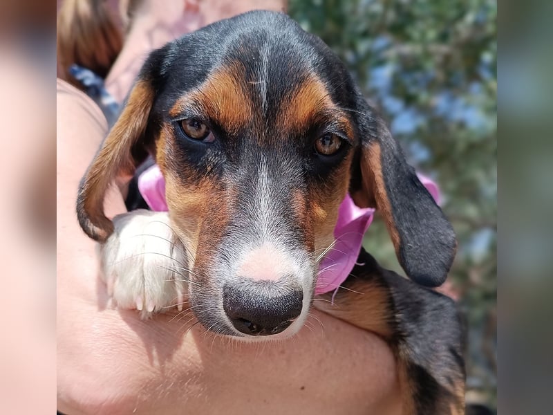 Calypso Welpe Jagdhund Mischling Hündin Junghund sucht Zuhause oder Pflegestelle