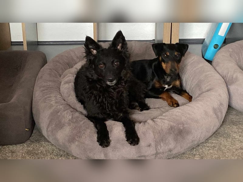 Leyla aktiver Jagdterrier Mischling Hündin sucht Zuhause für immmer