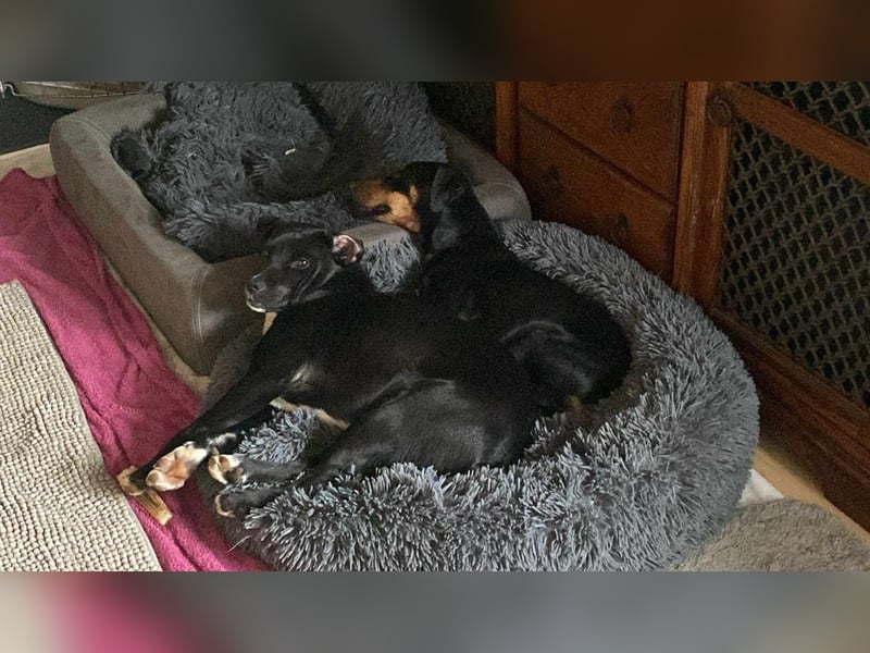 Leyla aktiver Jagdterrier Mischling Hündin sucht Zuhause für immmer